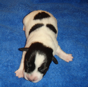 Puppy 6 Male